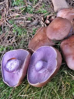 Types of row mushrooms in the Moscow region