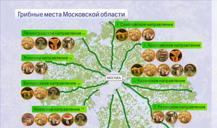 Types of row mushrooms in the Moscow region
