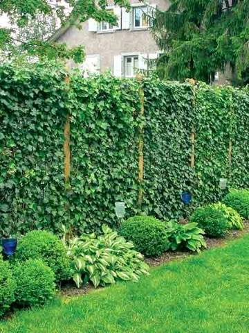 Types of structures for arranging vertical gardening