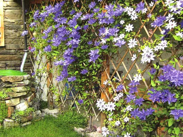 Types of structures for arranging vertical gardening