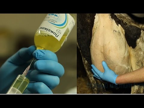 Udder gangrene