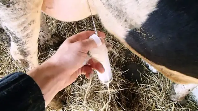 Udder injuries in a cow: treatment and prevention