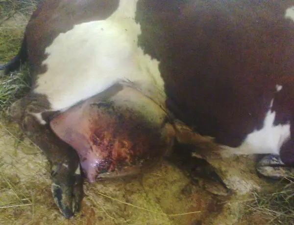 Udder injuries in a cow: treatment and prevention