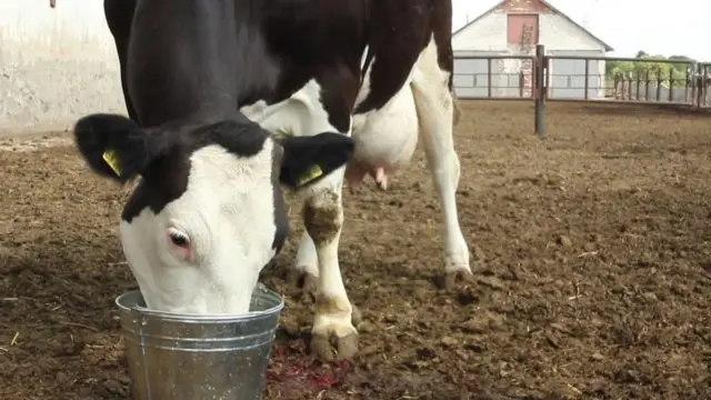 Udder injuries in a cow: treatment and prevention