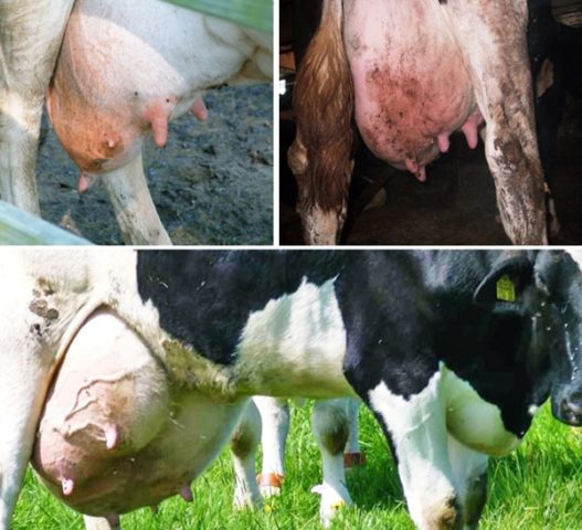 Udder mastitis in a cow: what it looks like, what happens, how to cure