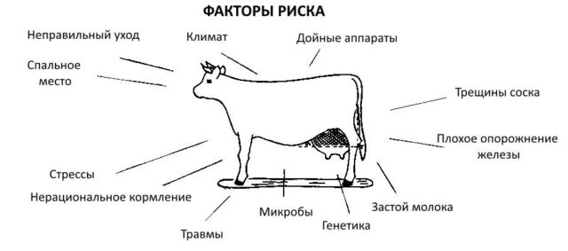 Udder mastitis in a cow: what it looks like, what happens, how to cure