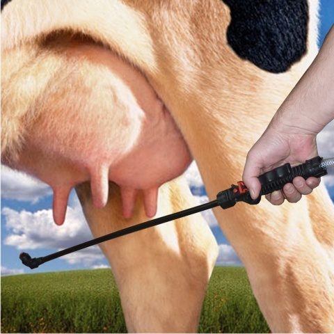 Udder mastitis in a cow: what it looks like, what happens, how to cure