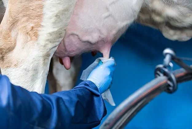 Udder mastitis in a cow: what it looks like, what happens, how to cure