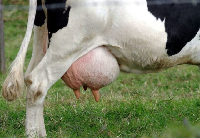 Udder mastitis in a cow: what it looks like, what happens, how to cure