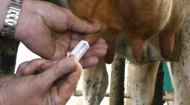 Udder mastitis in a cow: what it looks like, what happens, how to cure