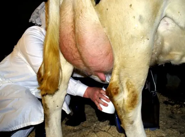 Udder mastitis in a cow: what it looks like, what happens, how to cure