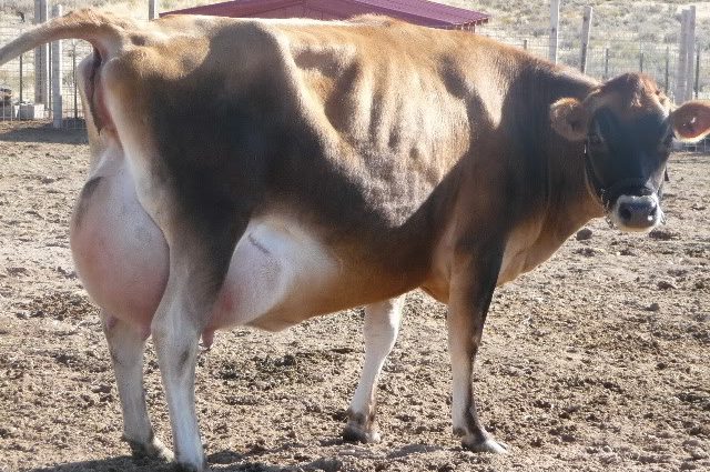 Udder swelling after calving: what to do