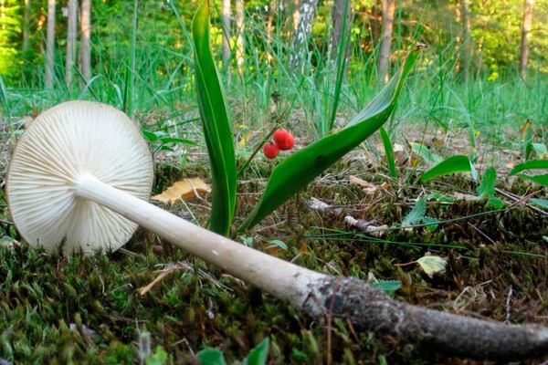 Udemansiella (Xerula) root: photo and description