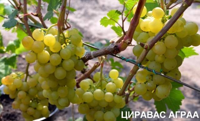 Ultra-early, super-early, super-early vineyard varieties