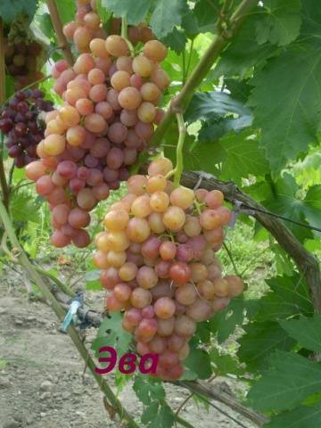 Ultra-early, super-early, super-early vineyard varieties