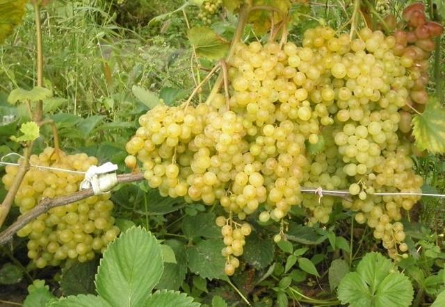 Ultra-early, super-early, super-early vineyard varieties