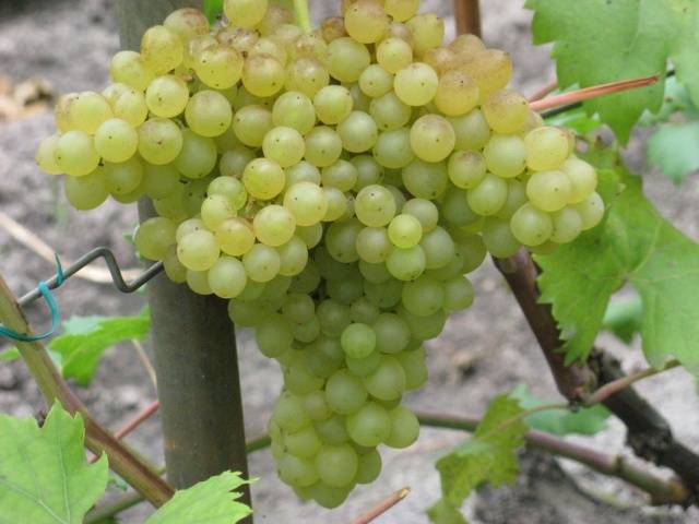 Ultra-early, super-early, super-early vineyard varieties