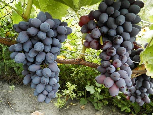 Ultra-early, super-early, super-early vineyard varieties