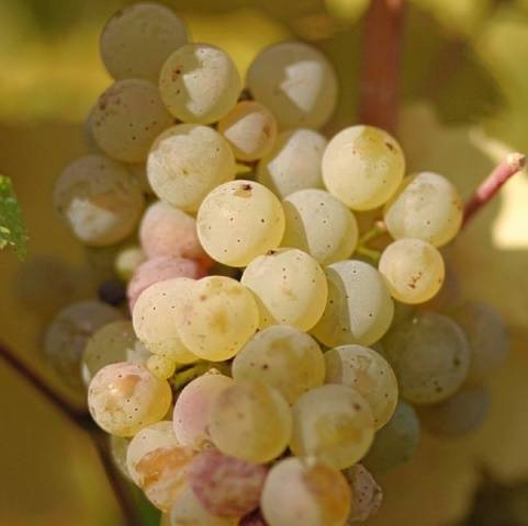 Ultra-early, super-early, super-early vineyard varieties