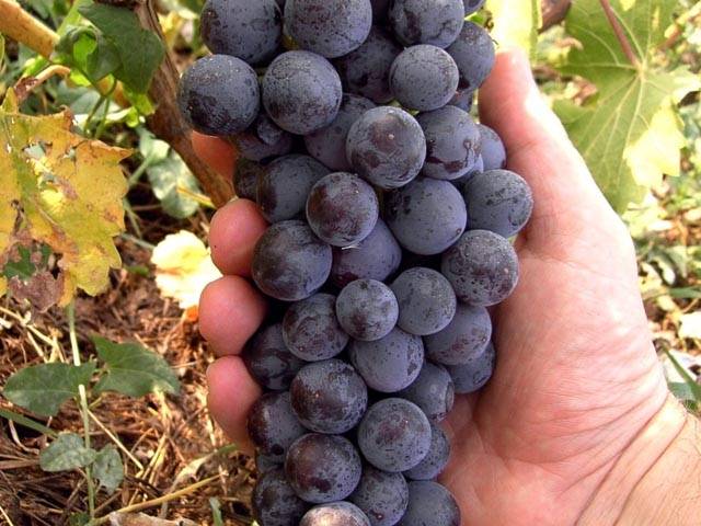 Ultra-early, super-early, super-early vineyard varieties