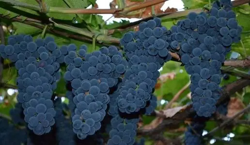 Ultra-early, super-early, super-early vineyard varieties