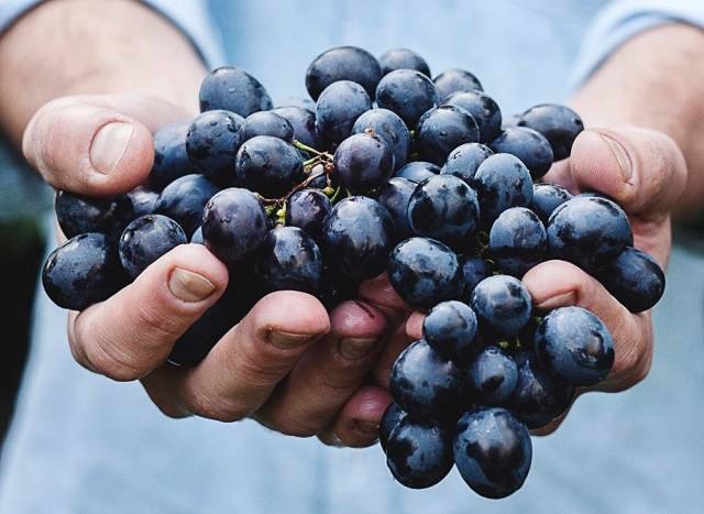 Ultra-early, super-early, super-early vineyard varieties