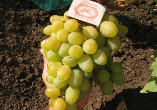 Ultra-early, super-early, super-early vineyard varieties