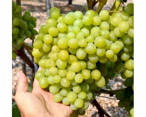 Ultra-early, super-early, super-early vineyard varieties