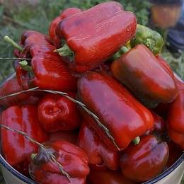 Ultra-early varieties of pepper