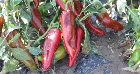 Ultra-early varieties of pepper