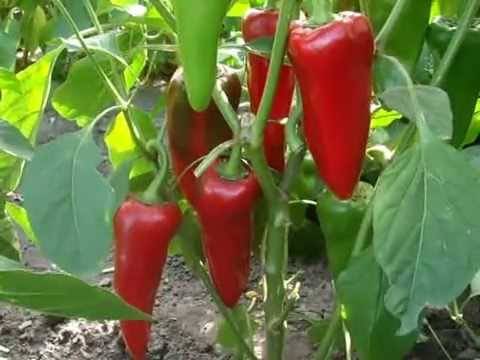 Ultra-early varieties of pepper