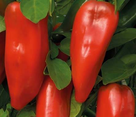 Ultra-early varieties of pepper