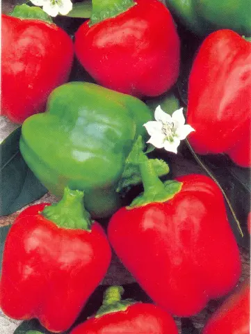 Ultra-early varieties of pepper