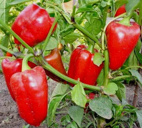 Ultra-early varieties of pepper