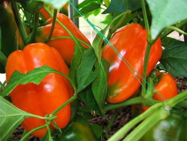 Ultra-early varieties of pepper