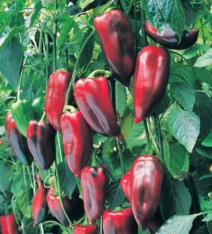 Ultra-early varieties of pepper