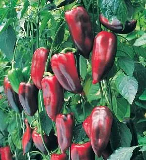 Ultra-early varieties of pepper