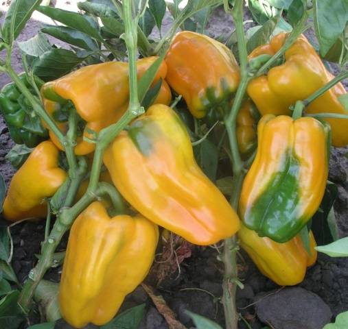 Ultra-early varieties of pepper