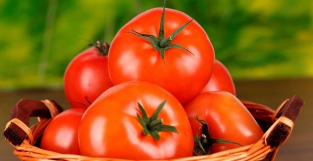 Ultra-early varieties of tomatoes