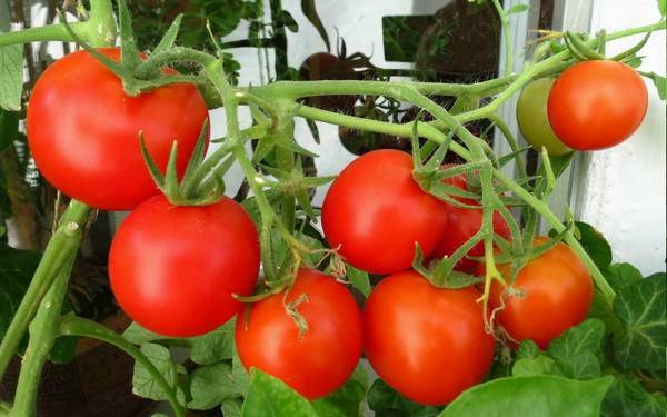 Ultra-early varieties of tomatoes