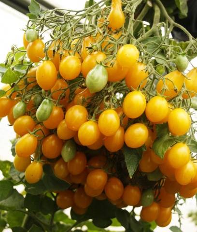 Ultra-early varieties of tomatoes