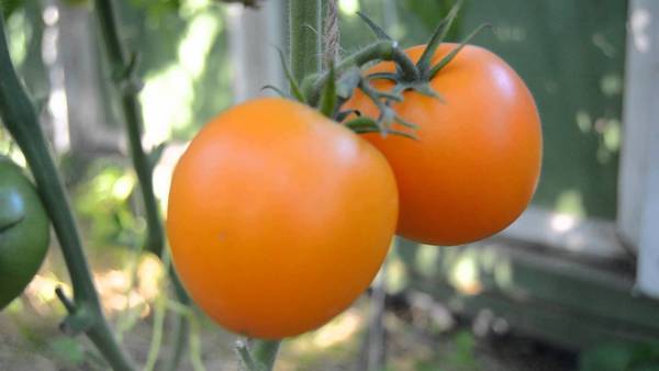 Ultra-early varieties of tomatoes