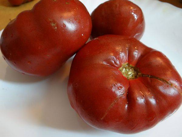 Ultra-early varieties of tomatoes