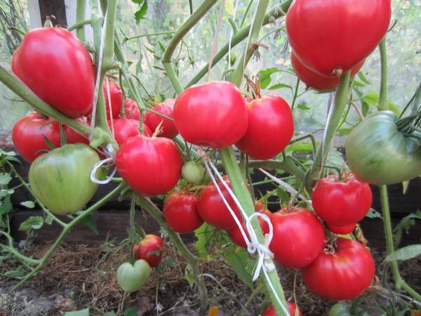 Ultra-early varieties of tomatoes