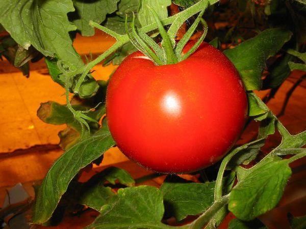 Ultra-early varieties of tomatoes