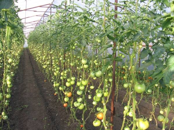 Ultra-early varieties of tomatoes