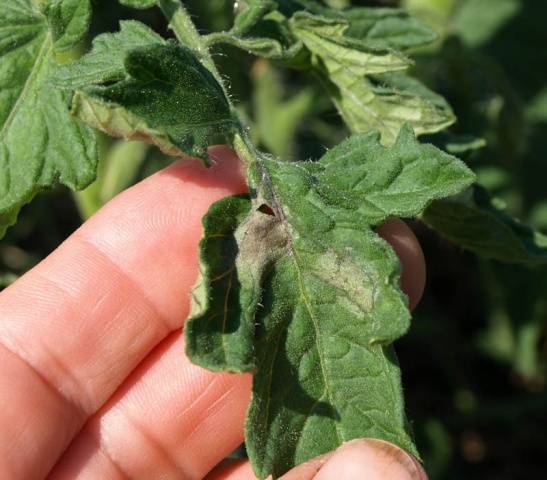 Ultra-early varieties of tomatoes