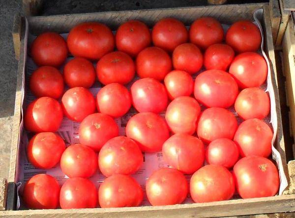 Ultra-early varieties of tomatoes