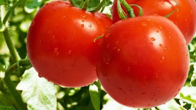 Ultra-early varieties of tomatoes