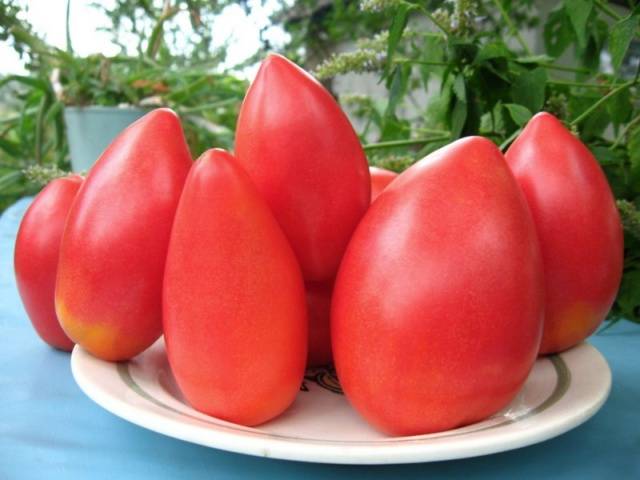 Ultra-early varieties of tomatoes